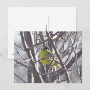 Carte postale - Oiseau d'hiver
