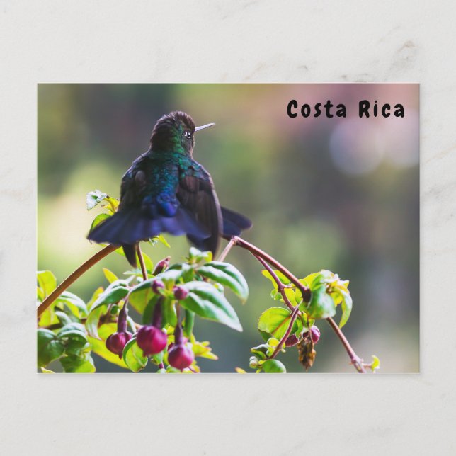 Carte Postale Oiseau du Costa Rica - Colibri (Devant)