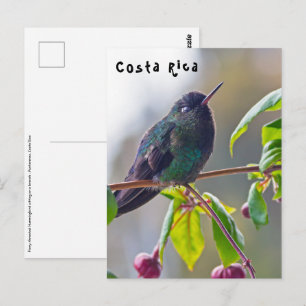 Carte Postale Oiseau du Costa Rica - Colibri à gorge enflammée