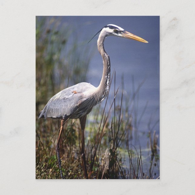 Carte Postale Oiseau du Grand Héron bleu (Devant)