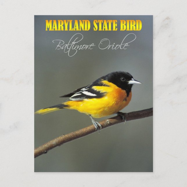 Carte Postale Oiseau du Maryland - Oriole Baltimore (Devant)