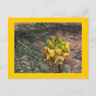 CARTE POSTALE OISEAU DU PARADIS