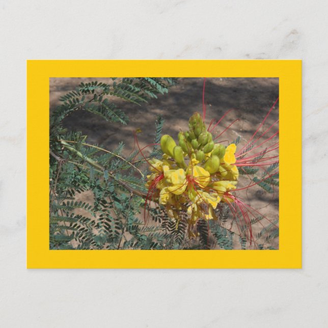 CARTE POSTALE OISEAU DU PARADIS (Devant)