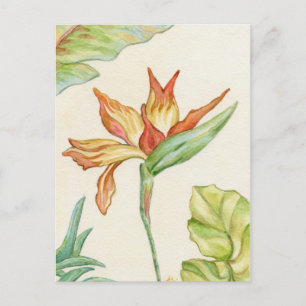 Carte postale Oiseau du Paradis