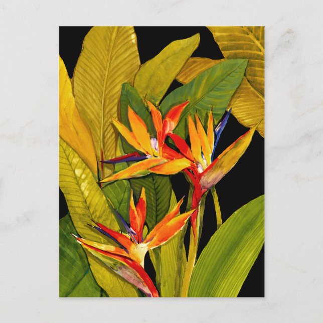 Carte Postale Oiseau du Paradis (Devant)