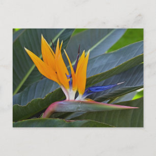 Carte postale Oiseau du Paradis