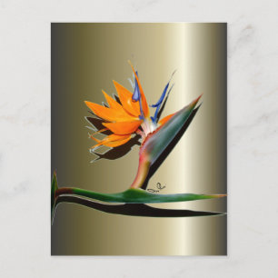 Carte Postale Oiseau du Paradis