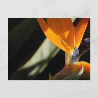 Carte postale Oiseau du Paradis