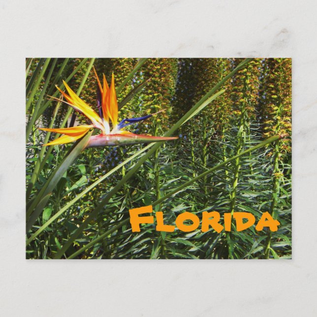 Carte postale Oiseau du Paradis de Floride (Devant)