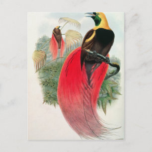 Carte Postale Oiseau du Paradis, gravé par T. Walter