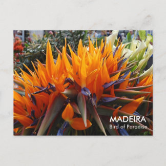 Carte Postale Oiseau du Paradis, MADEIRA