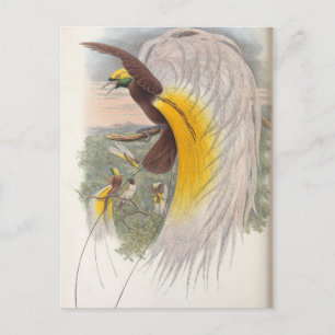 Carte Postale Oiseau du Paradis par John Gould, Illustration d'o