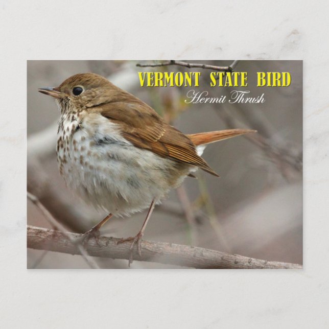 Carte Postale Oiseau du Vermont Hermite Thrush (Devant)