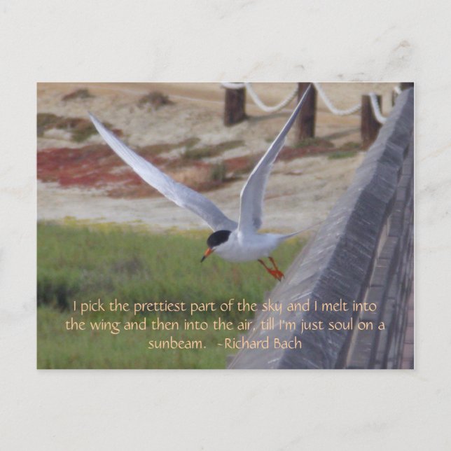 Carte Postale Oiseau en vol (Devant)