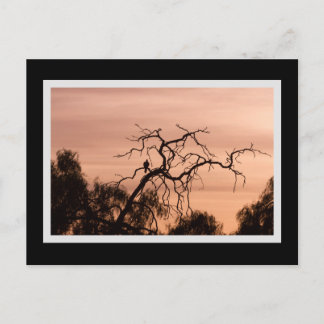 Carte Postale Oiseau gothique Dramatique Arbre à coucher de sole