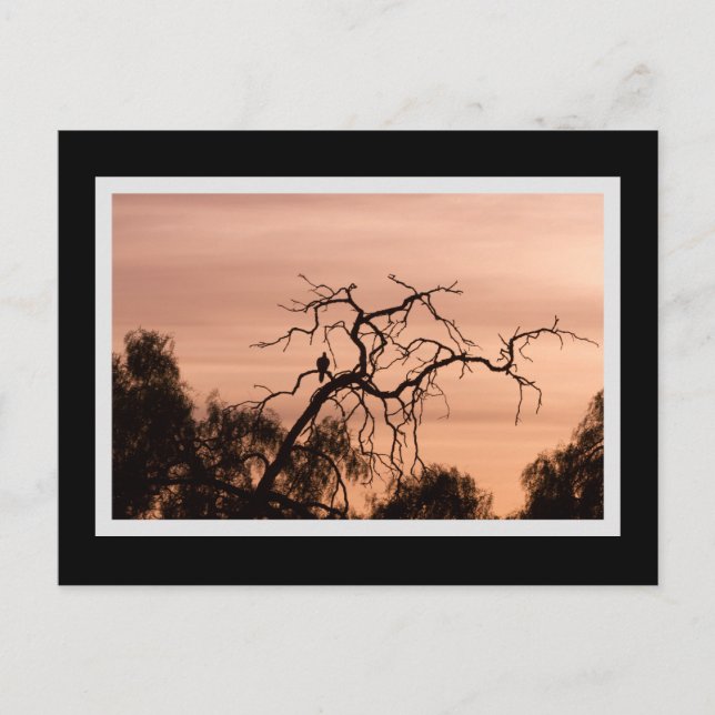 Carte Postale Oiseau gothique Dramatique Arbre à coucher de sole (Devant)
