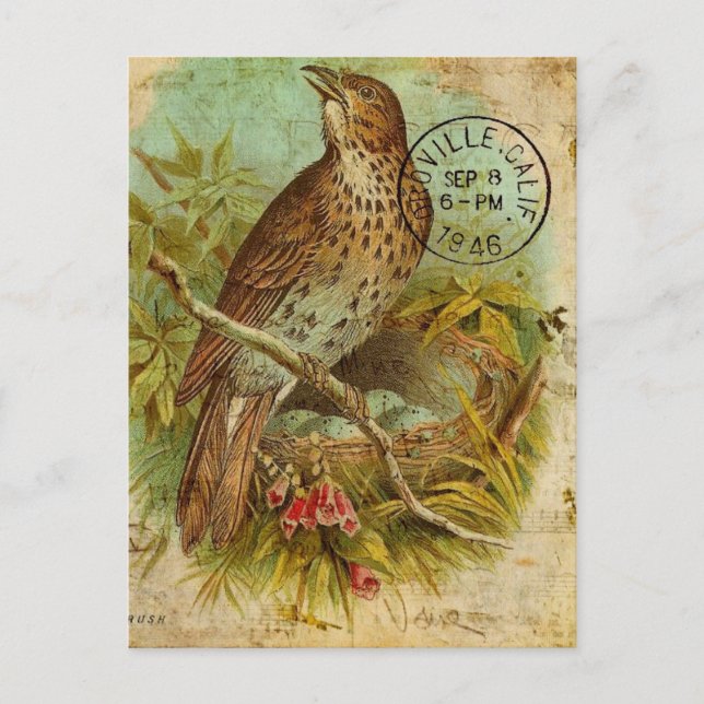 Carte Postale Oiseau Grive Vintage (Devant)