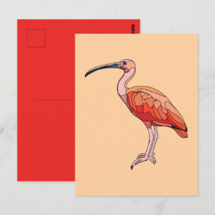 Carte Postale Oiseau Ibis Scarlet