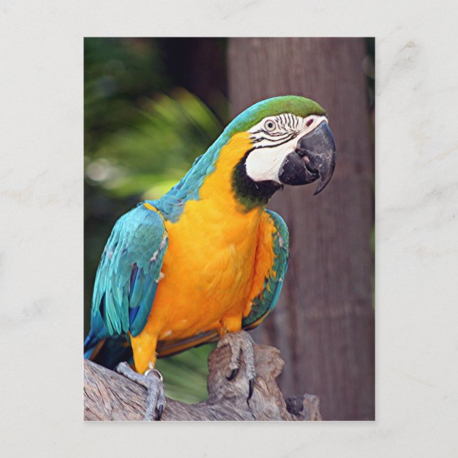 Carte Postale Oiseau jaune et bleu (Devant)