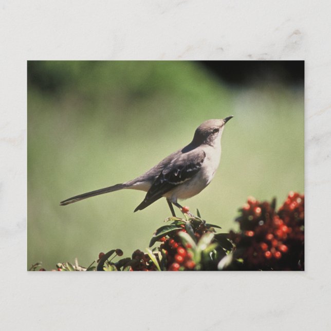Carte Postale Oiseau moqueur du Nord (Devant)