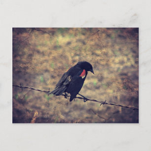Carte Postale Oiseau noir à ailes rouges