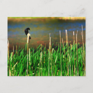 Carte Postale Oiseau noir à ailes rouges