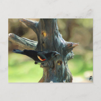Carte Postale Oiseau noir à ailes rouges
