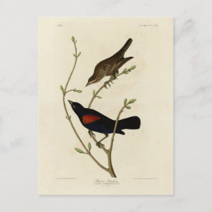 Carte Postale Oiseau noir à ailes rouges - Oiseaux d'Amérique d'