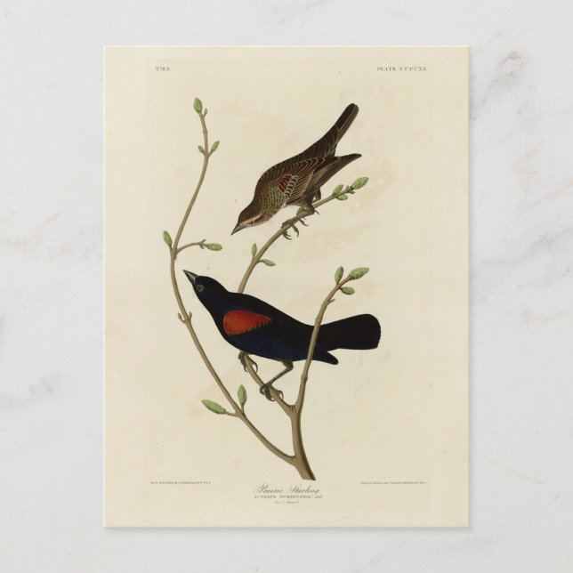 Carte Postale Oiseau noir à ailes rouges - Oiseaux d'Amérique d' (Devant)