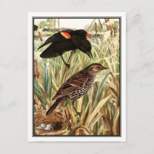 Carte Postale Oiseau-noir à ailes rouges - Robert Bruce Horsfall