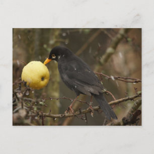 Carte Postale Oiseau-noir avec Poscard aux pommes