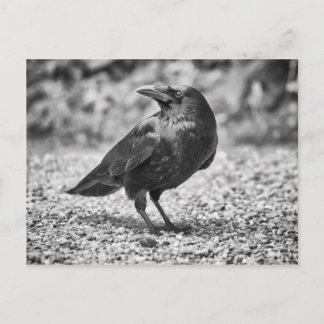Carte Postale Oiseau noir, corneille, sur les rochers