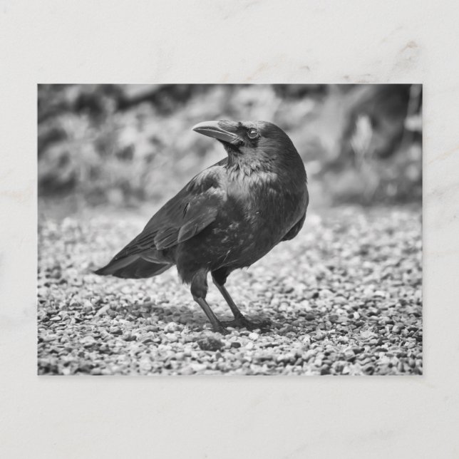 Carte Postale Oiseau noir, corneille, sur les rochers (Devant)