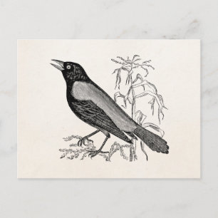 Carte Postale Oiseau noir vintage rouillé corbeau - Oiseaux Rétr