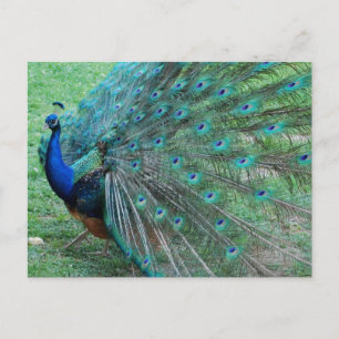 Carte Postale Oiseau paradisiaque de paon gracieux