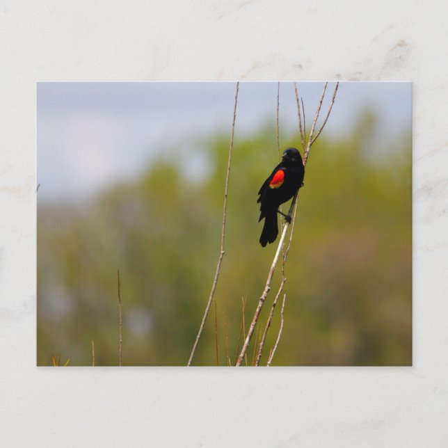 Carte Postale Oiseau roux (Devant)