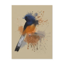 Oiseau Shama Rumpé Blanc