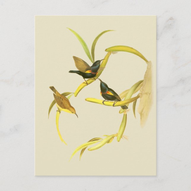 Carte Postale Oiseau-soleil pourpre (Devant)