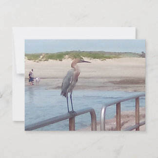 Carte Postale Oiseau sur la jetée - Corpus Christi, Texas