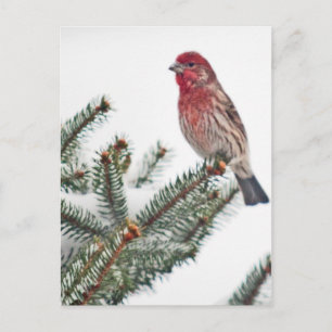Carte Postale Oiseau sur un À feuillage persistant neigeux