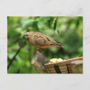 Carte postale Oiseau tropical
