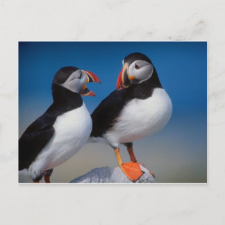 Carte Postale oiseau une paire de macareux