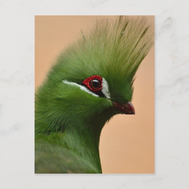 Carte Postale Oiseau vert de Guinée Turaco (Devant)