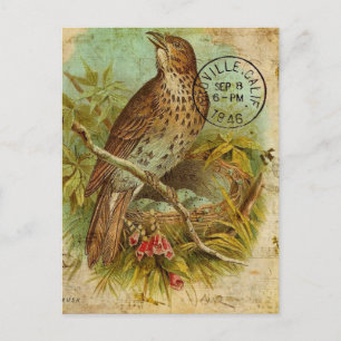 Carte Postale Oiseau vintage