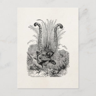 Carte Postale Oiseau vintage personnalisé - Oiseaux rétro Lyrebi