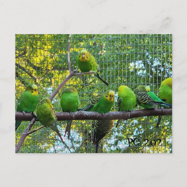 Carte Postale Oiseaux (Devant)