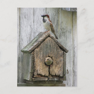 Carte Postale Oiseaux