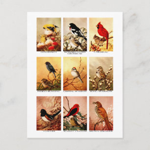 Carte Postale Oiseaux