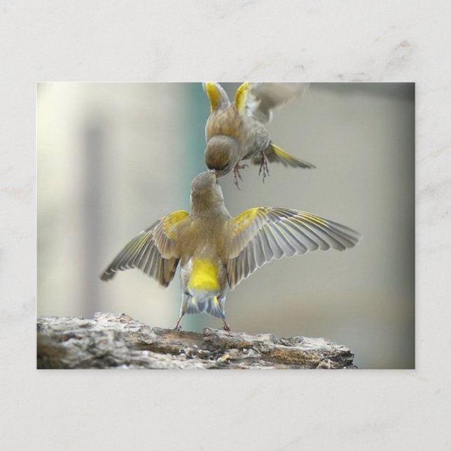 Carte Postale oiseaux (Devant)