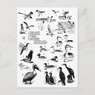 Carte Postale Oiseaux 12